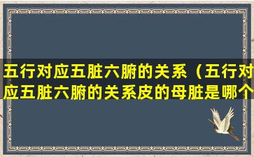 五行对应五脏六腑的关系（五行对应五脏六腑的关系皮的母脏是哪个脏腑）