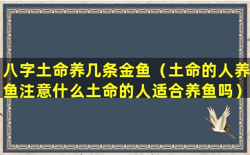 八字土命养几条金鱼（土命的人养鱼注意什么土命的人适合养鱼吗）